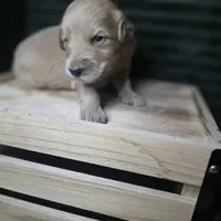 Bo Peep, a female Goldendoodle for sale in Lake City, FL – 1 of 4