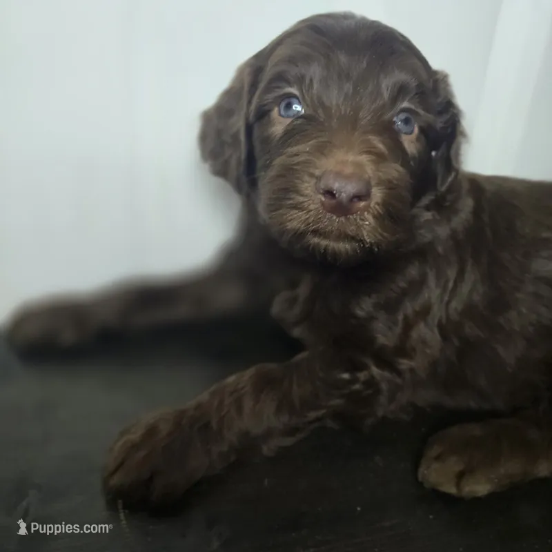 Bullseye – Goldendoodle puppy for sale in Lake City, FL