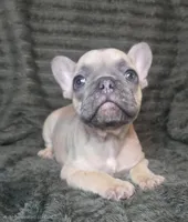 Olive, a female French Bulldog for sale in Lake City, FL – 2 of 4