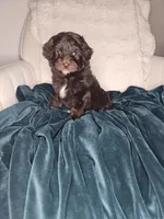 Agape, a female Cockapoo and Poodle - Miniature  for sale in Lake City, FL – Photo 1 of 3