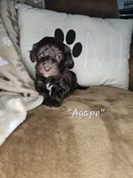 Agape, a female Cockapoo and Poodle - Miniature  for sale in Lake City, FL – Photo 2 of 3