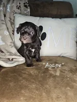 Agape, a female Cockapoo and Poodle - Miniature  for sale in Lake City, FL – Photo 3 of 3