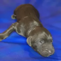 Rian, a male Irish Doodle for sale in Lake City, FL – 2 of 5