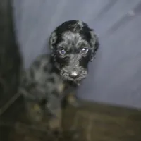 Bree, a female Irish Doodle for sale in Lake City, FL – 2 of 10