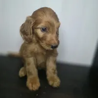 Grady, a male Irish Doodle for sale in Lake City, FL – 2 of 5
