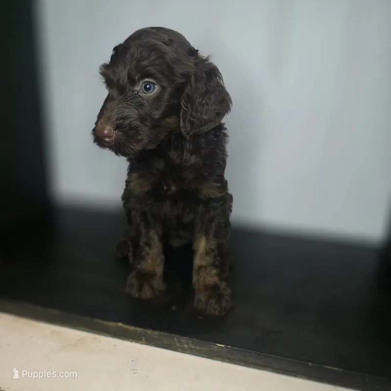 Sullivan – Irish Doodle puppy for sale in Lake City, FL