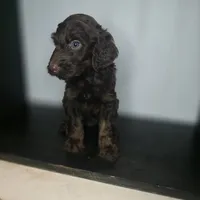 Sullivan, a male Irish Doodle for sale in Lake City, FL – 1 of 5