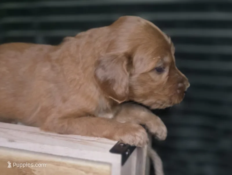 Grady – Irish Doodle puppy for sale in Lake City, FL