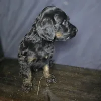 Bree, a female Irish Doodle for sale in Lake City, FL – 5 of 10