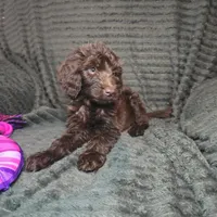 Roisin, a female Irish Doodle for sale in Lake City, FL – 6 of 6