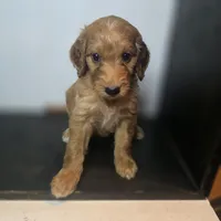 Talulla, a female Irish Doodle for sale in Lake City, FL – 2 of 4