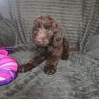 Roisin, a female Irish Doodle for sale in Lake City, FL – 4 of 6