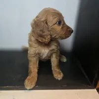 Talulla, a female Irish Doodle for sale in Lake City, FL – 1 of 4