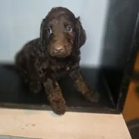Rian, a male Irish Doodle for sale in Lake City, FL – 2 of 3