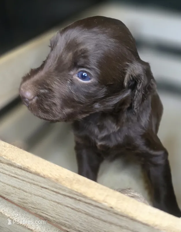 Aisling – Irish Doodle puppy for sale in Lake City, FL