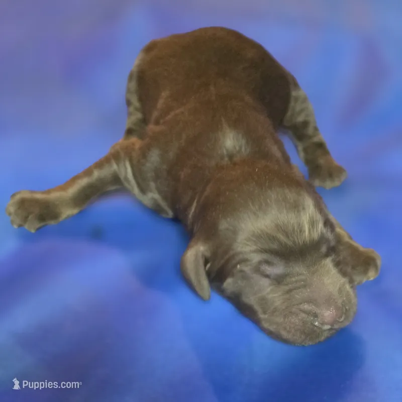 Ferris – Irish Doodle puppy for sale in Lake City, FL