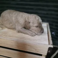 Rex, a male Goldendoodle for sale in Lake City, FL – 3 of 4