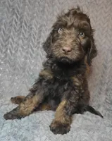 Sullivan, a male Irish Doodle for sale in Lake City, FL – 2 of 8