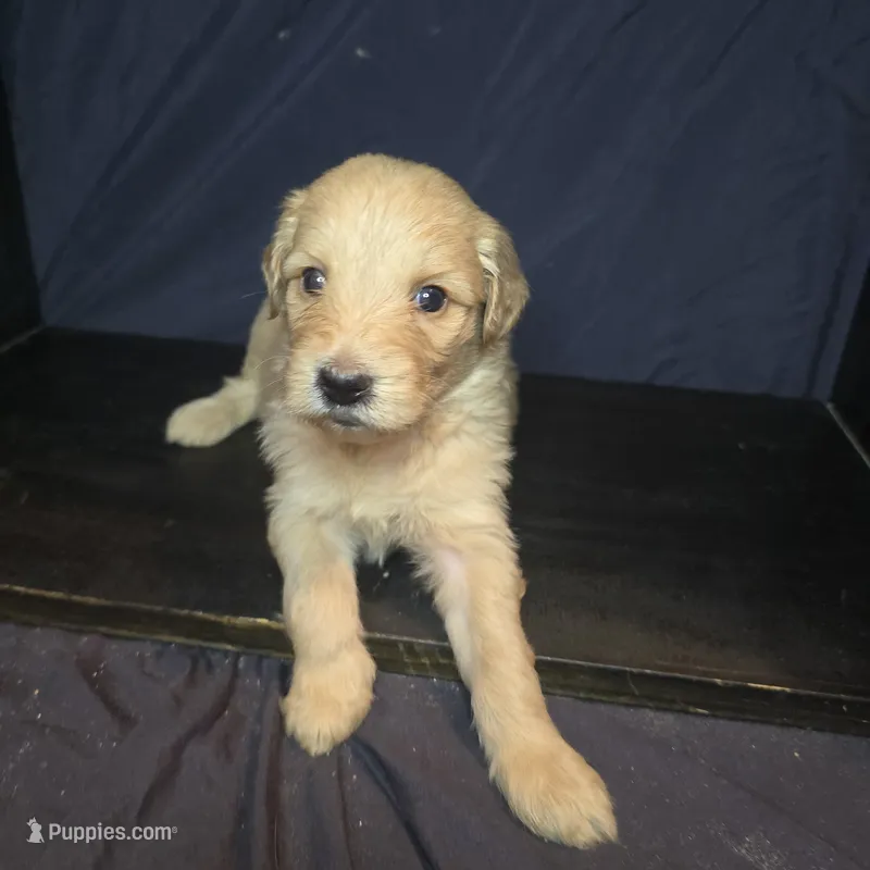 Bo Peep – Goldendoodle puppy for sale in Lake City, FL