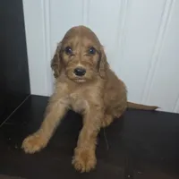 Grady, a male Irish Doodle for sale in Lake City, FL – 3 of 5