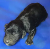 Bree, a female Irish Doodle for sale in Lake City, FL – 1 of 4
