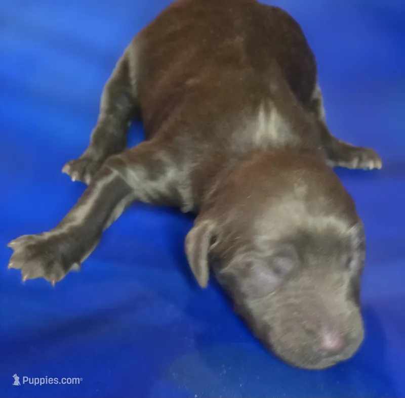 Roisin – Irish Doodle puppy for sale in Lake City, FL