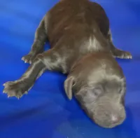 Roisin, a female Irish Doodle for sale in Lake City, FL – 1 of 4