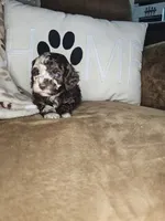 Storge, a male Cockapoo and Poodle - Miniature  for sale in Lake City, FL – Photo 5 of 5