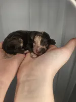 Storge, a male Cockapoo and Poodle - Miniature  for sale in Lake City, FL – Photo 2 of 5