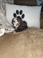 Storge, a male Cockapoo and Poodle - Miniature  for sale in Lake City, FL – Photo 1 of 5