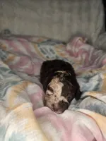 Storge, a male Cockapoo and Poodle - Miniature  for sale in Lake City, FL – Photo 4 of 5