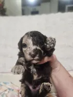 Storge, a male Cockapoo and Poodle - Miniature  for sale in Lake City, FL – Photo 3 of 5
