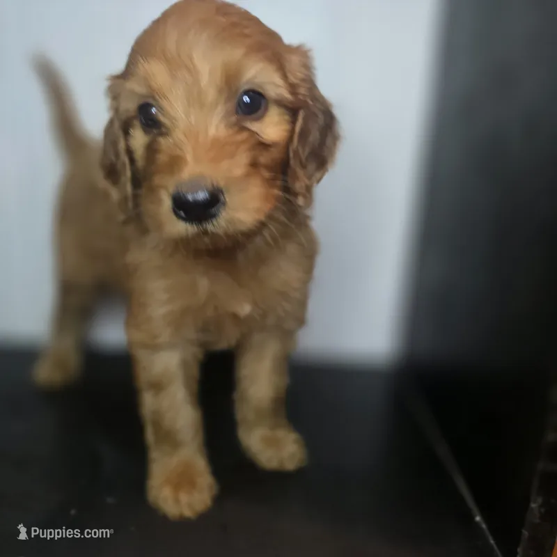 Grady – Irish Doodle puppy for sale in Lake City, FL