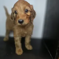 Grady, a male Irish Doodle for sale in Lake City, FL – 1 of 5