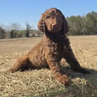 Duckie, a female Irish Doodle for sale in Lake City, FL – Photo 2 of 2