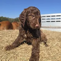 Duckie, a female Irish Doodle for sale in Lake City, FL – Photo 1 of 2
