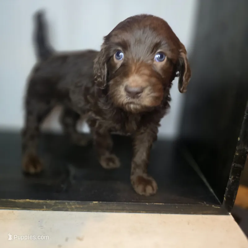 Jessie – Goldendoodle puppy for sale in Lake City, FL