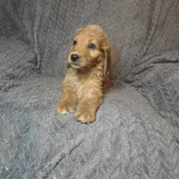 Talulla, a female Irish Doodle for sale in Lake City, FL – 8 of 10
