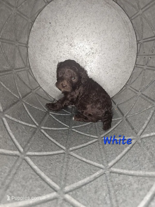 Han Solo – Cockapoo puppy for sale in Lake City, FL
