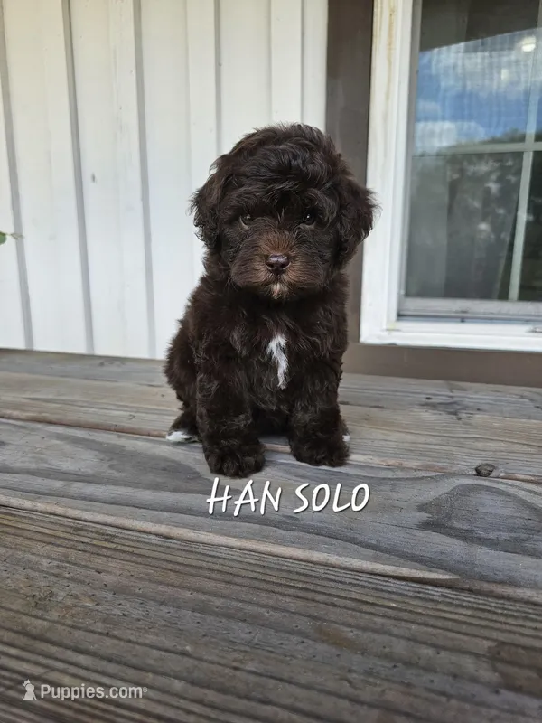 Han Solo – Cockapoo puppy for sale in Lake City, FL