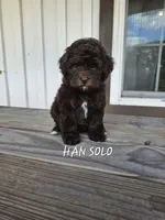 Han Solo, a male Cockapoo for sale in Lake City, FL – Photo 1 of 7