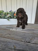 Han Solo, a male Cockapoo for sale in Lake City, FL – Photo 7 of 7