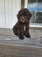 Han Solo, a male Cockapoo for sale in Lake City, FL – Photo 6 of 7