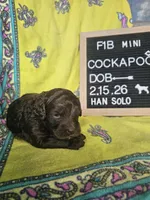 Han Solo, a male Cockapoo for sale in Lake City, FL – Photo 4 of 7