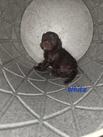 Han Solo, a male Cockapoo for sale in Lake City, FL – Photo 5 of 7