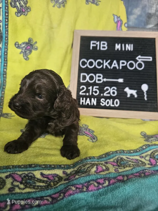 Han Solo – Cockapoo puppy for sale in Lake City, FL