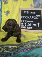 Han Solo, a male Cockapoo for sale in Lake City, FL – Photo 3 of 7