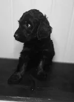Bree, a female Irish Doodle for sale in Lake City, FL – 10 of 10