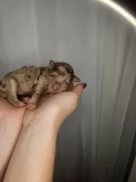 Eros, a male Cockapoo and Poodle - Miniature  for sale in Lake City, FL – Photo 1 of 2