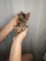 Eros, a male Cockapoo and Poodle - Miniature  for sale in Lake City, FL – Photo 2 of 2